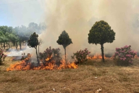 Hatıra ormanında yangın