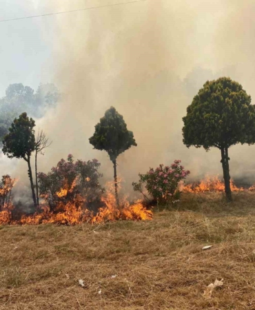 Hatıra ormanında yangın