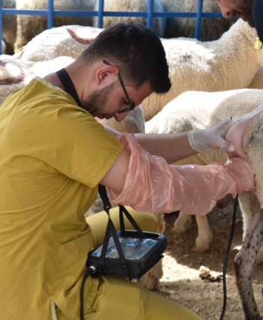 Hayvan pazarında satışa çıkan hayvanlara gebe testi yapıldı