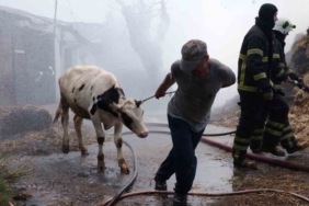 Hayvanları kurtarmak için canı pahasına alevlerin ortasına girdi