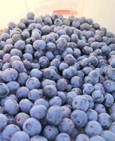 İnegöl’den 5 ülkeye yaban mersini ihracatı