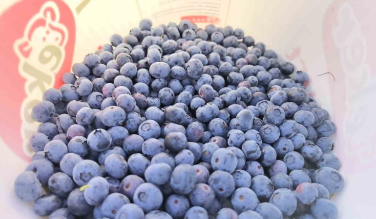 İnegöl’den 5 ülkeye yaban mersini ihracatı