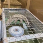 İstanbul’da kazaklı timsah operasyonu: Timsahı tasma takıp gezdirdi