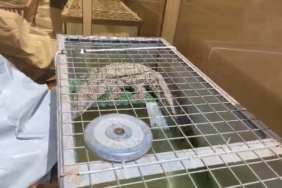 İstanbul’da kazaklı timsah operasyonu: Timsahı tasma takıp gezdirdi