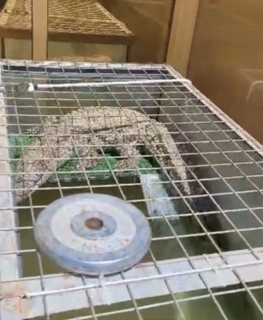 İstanbul’da kazaklı timsah operasyonu: Timsahı tasma takıp gezdirdi