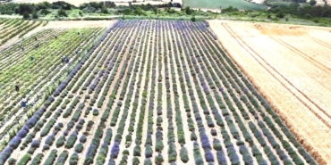 İstanbul’un yanı başında mor turizm başladı