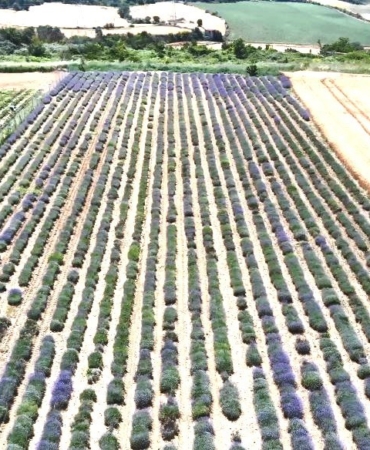 İstanbul’un yanı başında mor turizm başladı