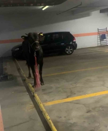 Kağıthane’de kurbanlık boğa otoparka girdi: Ekiplerle köşe kapmaca oynadı