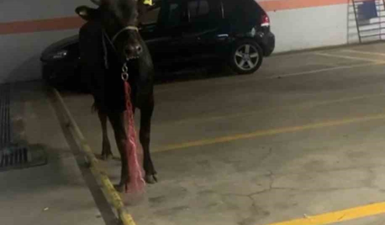 Kağıthane’de kurbanlık boğa otoparka girdi: Ekiplerle köşe kapmaca oynadı