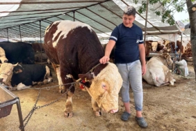 Kartal’da kurban pazarının şampiyonu 1320 kilo ağırlığındaki tosun alıcısını bekliyor