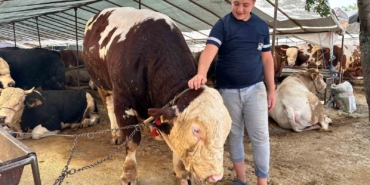 Kartal’da kurban pazarının şampiyonu 1320 kilo ağırlığındaki tosun alıcısını bekliyor