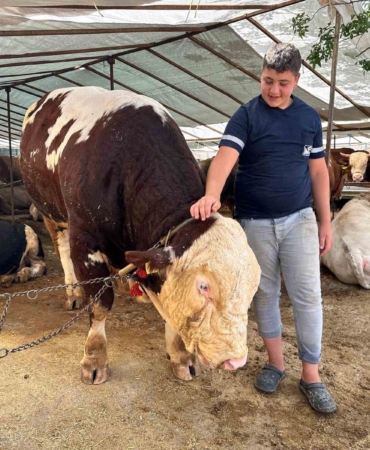 Kartal’da kurban pazarının şampiyonu 1320 kilo ağırlığındaki tosun alıcısını bekliyor