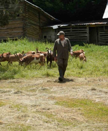 Keçilerin küpe davası 5 yıl sürdü, yüksek mahkeme Bakanlığı haklı buldu
