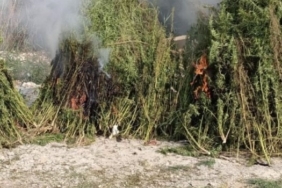 Kırklareli’nde ayçiçeği tarlasında 1 milyon kök Hint keneviri ele geçirildi