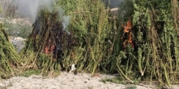 Kırklareli’nde ayçiçeği tarlasında 1 milyon kök Hint keneviri ele geçirildi