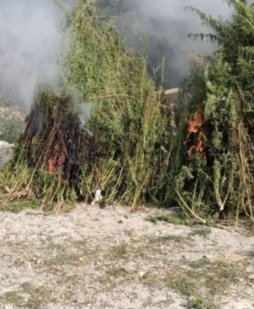 Kırklareli’nde ayçiçeği tarlasında 1 milyon kök Hint keneviri ele geçirildi