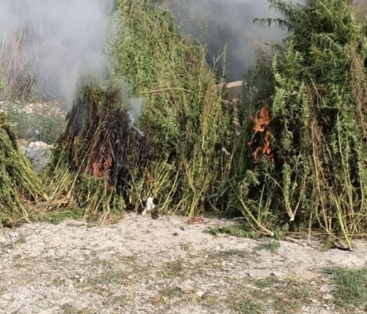 Kırklareli’nde ayçiçeği tarlasında 1 milyon kök Hint keneviri ele geçirildi