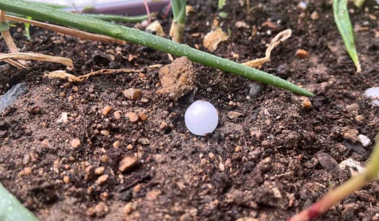 Kırklareli’nde ceviz büyüklüğünde yağan dolu otomobillere zarar verdi