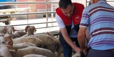 Kırklareli’nde kurbanlık hayvan satış yerleri denetlendi