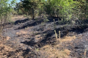 Kırklareli’nde orman yangını: 10 dekar alan ile 5 dekar buğday tarlası zarar gördü