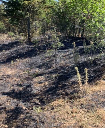 Kırklareli’nde orman yangını: 10 dekar alan ile 5 dekar buğday tarlası zarar gördü