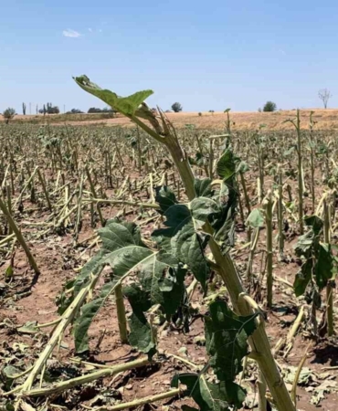 Kırklareli’nde yaşanan dolunun hasar tespiti tamamlandı: 150 dekar tarım alanı zarar gördü