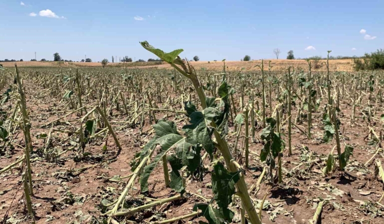 Kırklareli’nde yaşanan dolunun hasar tespiti tamamlandı: 150 dekar tarım alanı zarar gördü