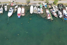 Kirlilik nedeniyle Menekşe deresi yosun tutmaya başladı