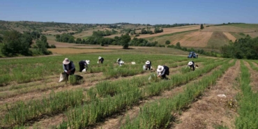 Kocaeli’de kekik hasadı başladı