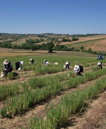 Kocaeli’de kekik hasadı başladı