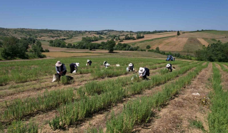 Kocaeli’de kekik hasadı başladı