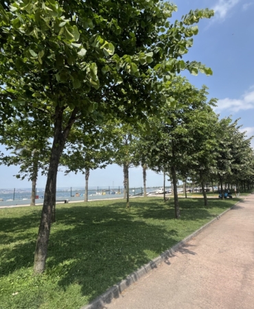 Kocaeli’yi ıhlamur kokusu sardı