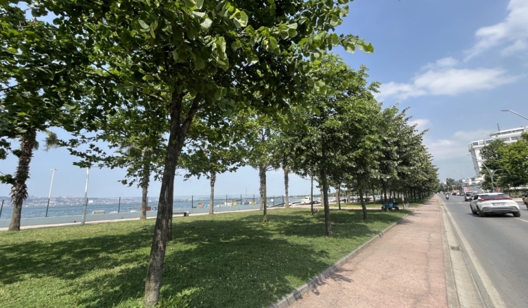 Kocaeli’yi ıhlamur kokusu sardı