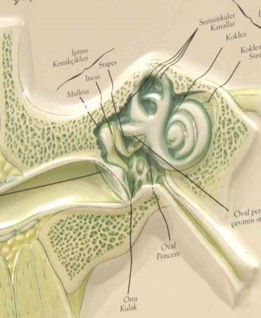 “Kulak çınlaması ciddiye alınmalı”