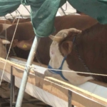 Kurban pazarlarında Arefe günü yoğunluğu yaşandı