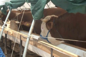 Kurban pazarlarında Arefe günü yoğunluğu yaşandı