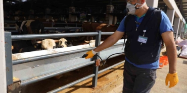 Kurban pazarlarında sinekle mücadele sürüyor