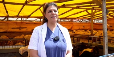 Kurbanlık alırken dikkat edilmesi gereken 9 detay