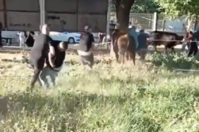 Kurbanlık danayı zapt etmeye çalıştılar