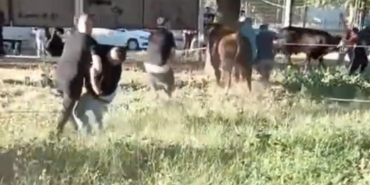 Kurbanlık danayı zapt etmeye çalıştılar