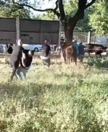 Kurbanlık danayı zapt etmeye çalıştılar