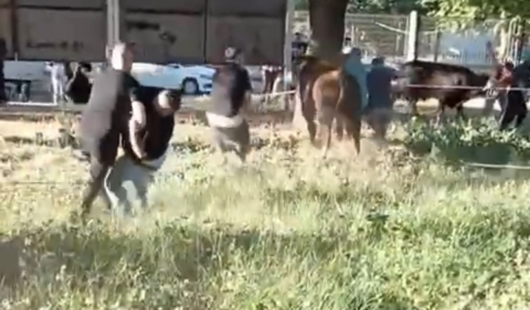 Kurbanlık danayı zapt etmeye çalıştılar