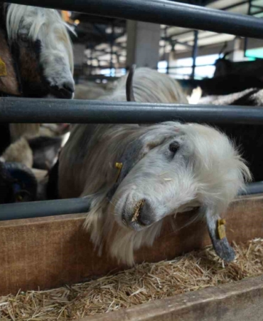 Kurbanlık satışları istenen düzeyde olmayınca, satıcılar indirim yaptı