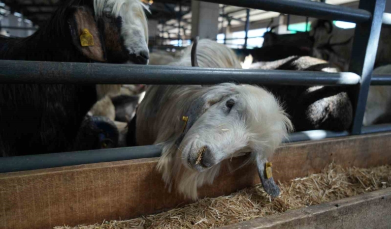 Kurbanlık satışları istenen düzeyde olmayınca, satıcılar indirim yaptı
