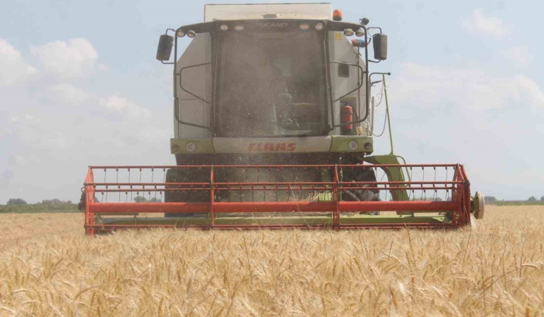 Manyas’ta hububat hasadında verim düşüklüğü yaşanıyor