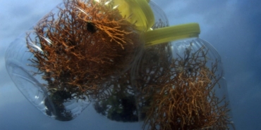 Marmara Denizi’ne ekilen mercanlar iki kat gelişim sağladı: Bölgede biyoçeşitlilik artıyor