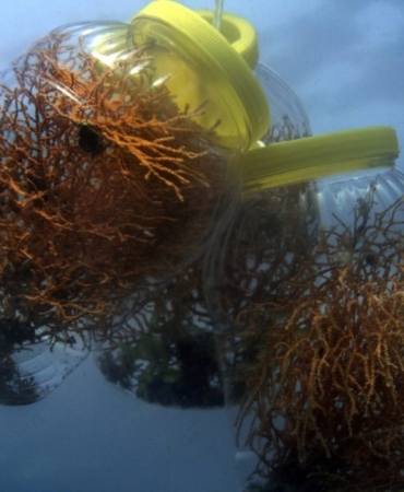 Marmara Denizi’ne ekilen mercanlar iki kat gelişim sağladı: Bölgede biyoçeşitlilik artıyor