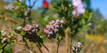 Maviyemiş ile yeni tanışan Pazaryeri’nde ilk hasat yapıldı