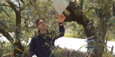 Meyve ağaçlarında gerekli hastalık zararlı kontrolleri sağlandı