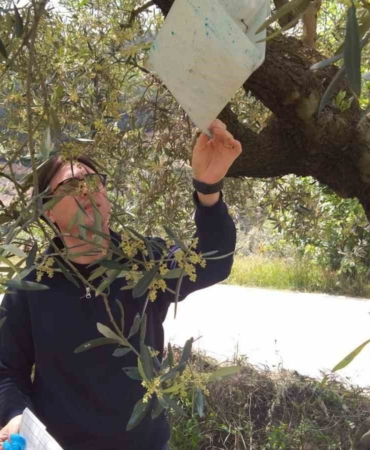 Meyve ağaçlarında gerekli hastalık zararlı kontrolleri sağlandı